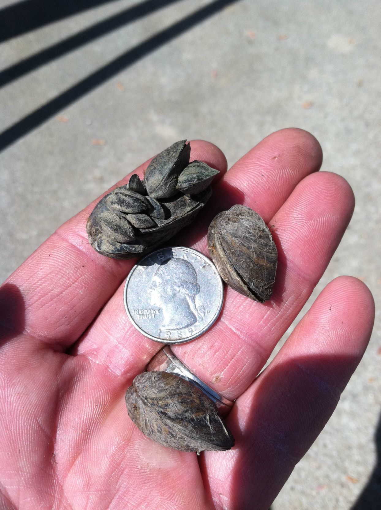 Zebra mussels